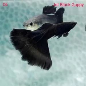 Jet Black