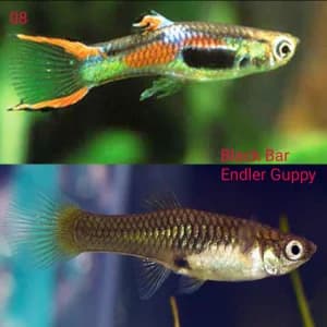 Endler Guppy