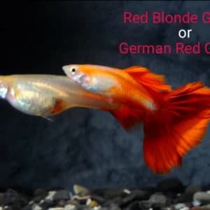 German Red