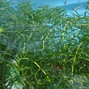 Hydrilla live plants